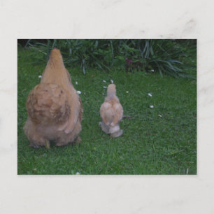 Cartão Postal Mãe Hen e seu Pintinho