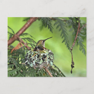Cartão Postal Mãe Hummingbird no Nest