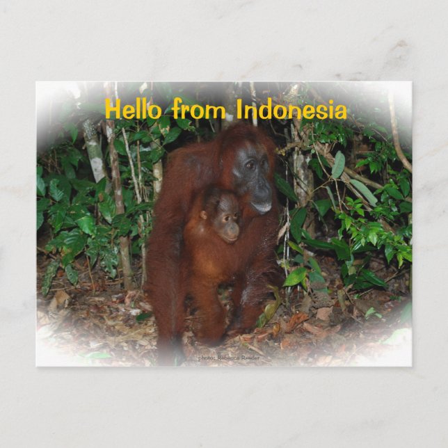 Cartão Postal Mãe Orangutan e Bebê na Natureza (Frente)