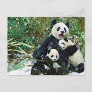 Cartão Postal Mãe Panda