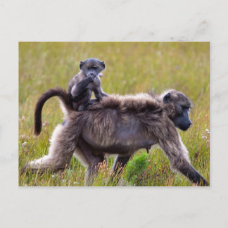 Cartão Postal Mãe Selvagem e Bebês Baboons, África do Sul