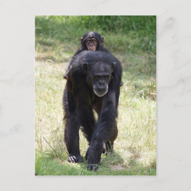 Cartão Postal Mãe traseira (Frente)