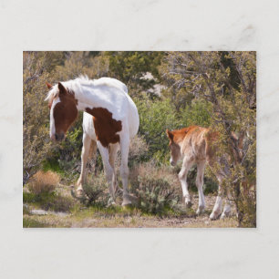 Cartão Postal Mãe vigilante