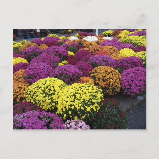 Cartão Postal Mães (Frente)