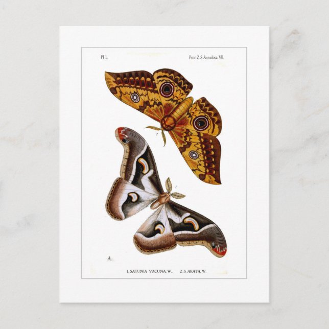 Cartão Postal Mães (Frente)