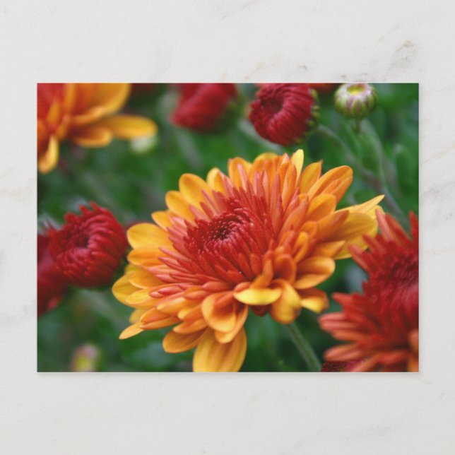 Cartão Postal Mães contra fogo (Frente)