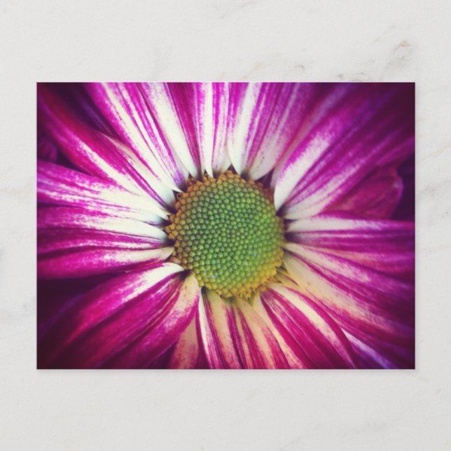 Cartão postal Magenta Daisy (Frente)