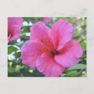 Cartão postal Magenta Hibiscus