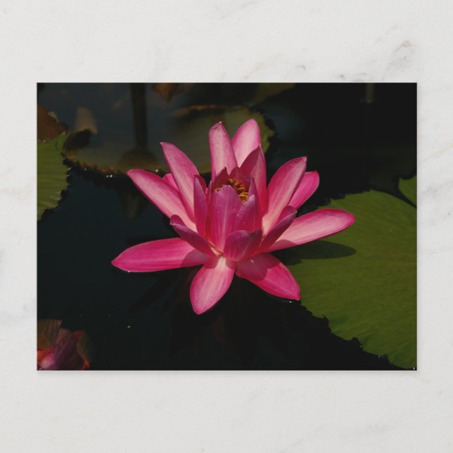 Cartão Postal Magenta Lotus Waterlily (Frente)