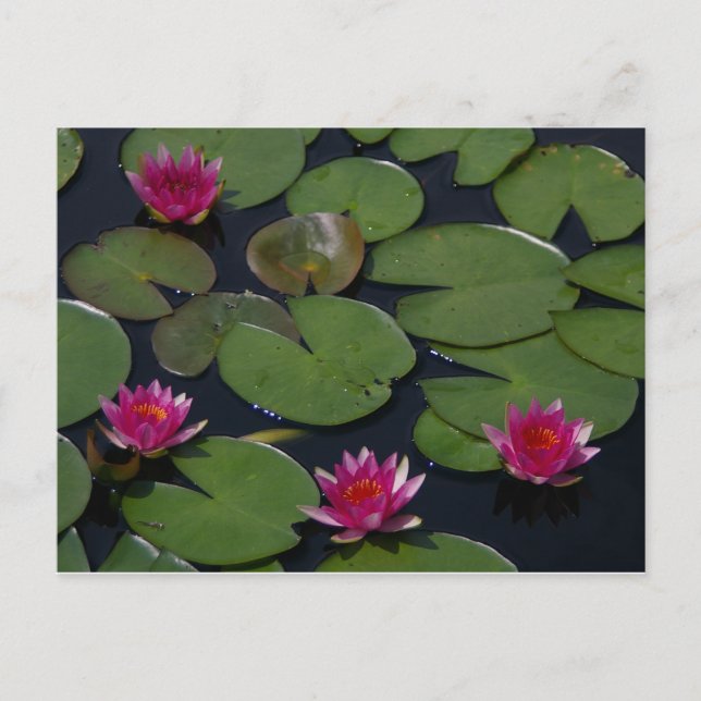 Cartão Postal Magenta Lotus Waterlily (Frente)