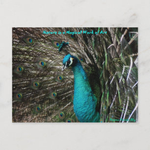 Cartão Postal Magia Peaccock Natureza é Cartaz de Arte