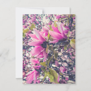 Cartão Postal Magnésia Rosa