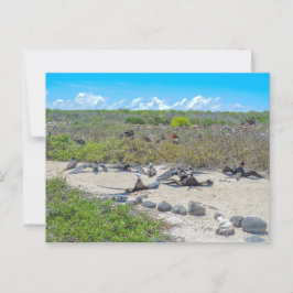 Cartão Postal Magníficas Aves-Fragmentadas A Secar As Asas