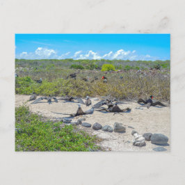 Cartão Postal Magníficas Aves-Fragmentadas A Secar As Asas