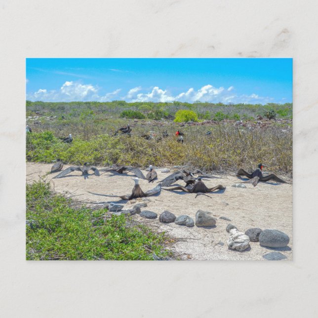 Cartão Postal Magníficas Aves-Fragmentadas A Secar As Asas (Frente)