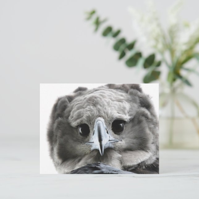 Cartão Postal "Magnificent Harpy Eagle" (Em pé/Frente)