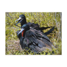 Magnifico Frigatebird no Amor