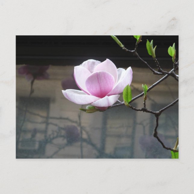 CARTÃO POSTAL MAGNOLIA (Frente)