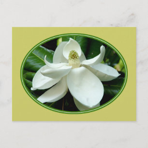 Cartão postal Magnolia Bloom 2
