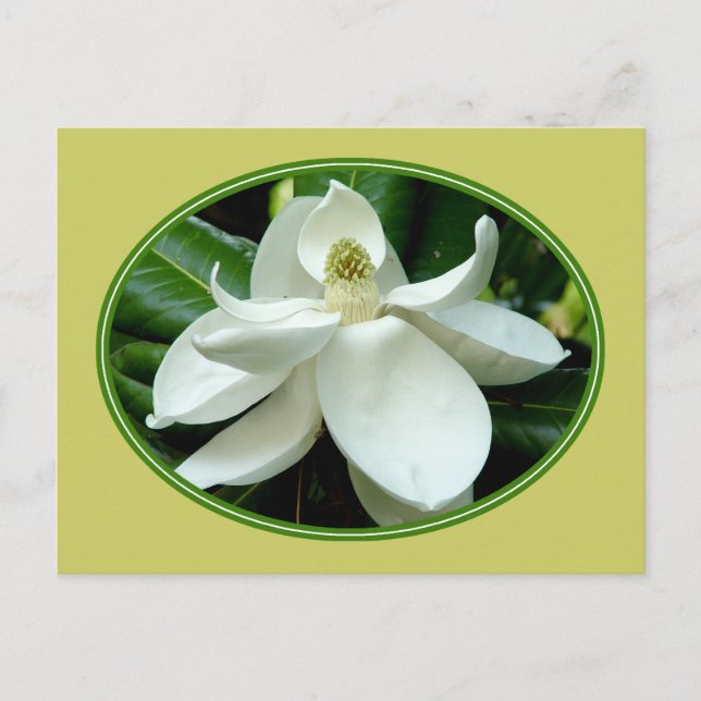 Cartão postal Magnolia Bloom 2 (Frente)