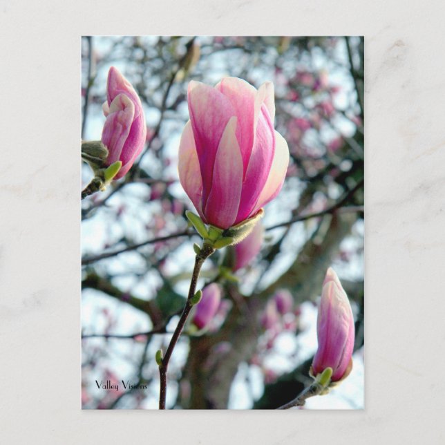 Cartão Postal Magnolia Bloom e Buds (Frente)