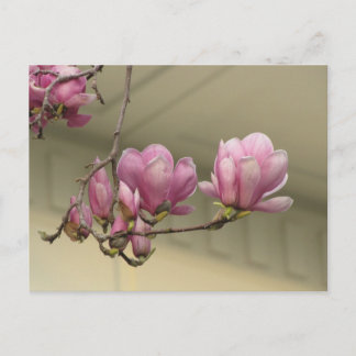 Cartão Postal Magnolia Blooms