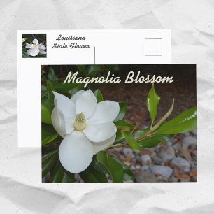 Cartão Postal Magnólia Branca Flor do Estado da Louisiana Fotogr