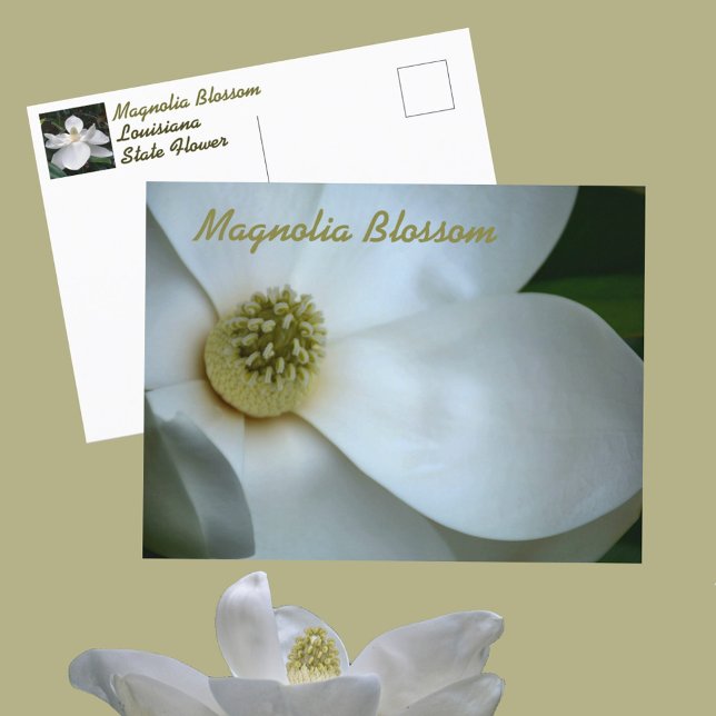 Cartão Postal Magnolia Branca Flor Fotografia (Criador carregado)