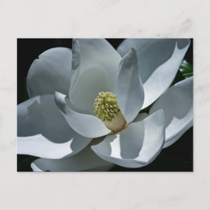 Cartão Postal Magnolia - Cartão-postal