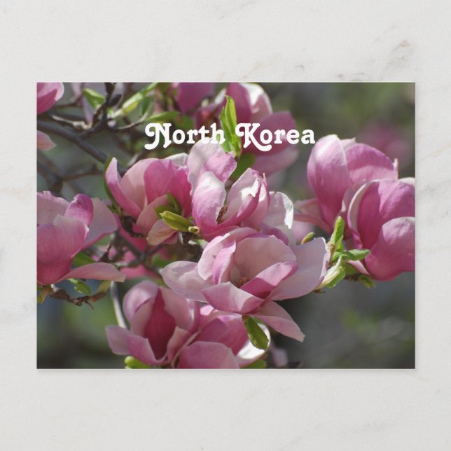 Cartão Postal Magnolia da Coreia do Norte (Frente)