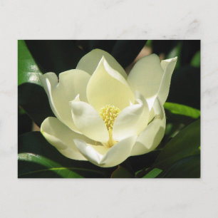 Cartão Postal Magnolia do Sul