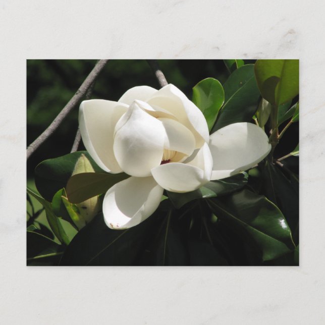 Cartão Postal Magnolia do Sul (Frente)