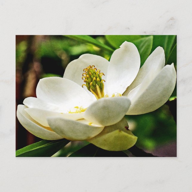 Cartão Postal Magnolia Flor Fechar (Frente)