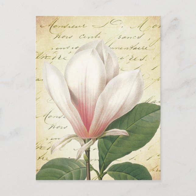 Cartão Postal Magnolia Flor Vintage Botânica (Frente)