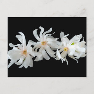 Cartão Postal Magnolia Flower Trio em Preto