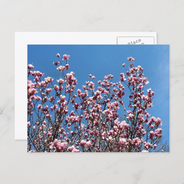 Cartão Postal Magnolia Flowers Blue Sky Personalized (Frente/Verso)