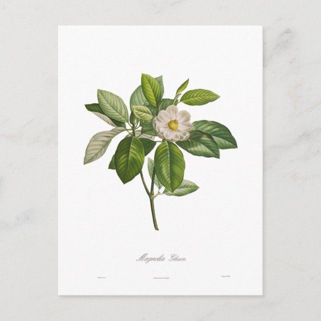 Cartão Postal Magnolia glauca (Frente)