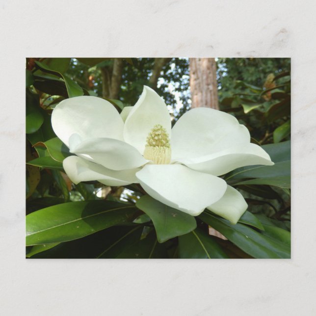 Cartão postal Magnolia Grandiflora (Frente)