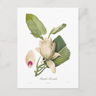 Cartão Postal Magnolia macrofilla
