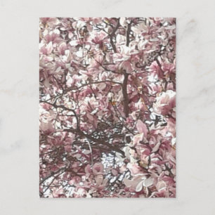 Cartão Postal Magnolia Rosa primavera
