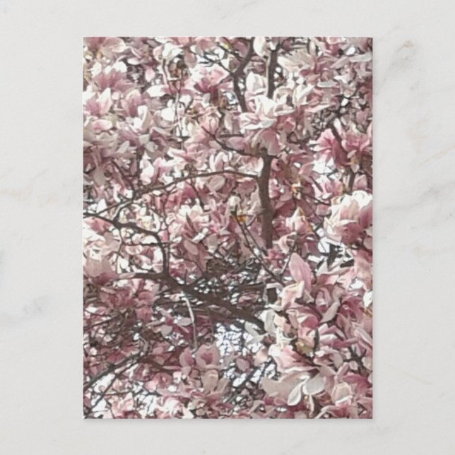 Cartão Postal Magnolia Rosa primavera (Frente)