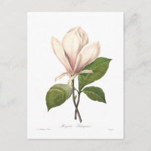 Cartão Postal Magnolia soulangiana