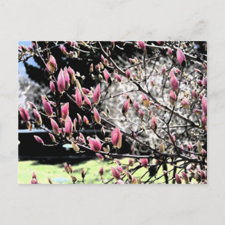 Cartão Postal Magnolia Sumi