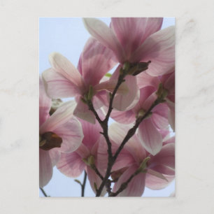 Cartão Postal Magnolia Tree in Bloom Postcard