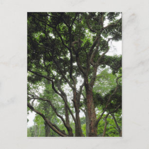 Cartão Postal Magnolia Tree no Verão