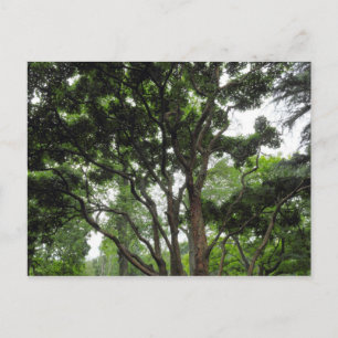 Cartão Postal Magnolia Tree no Verão
