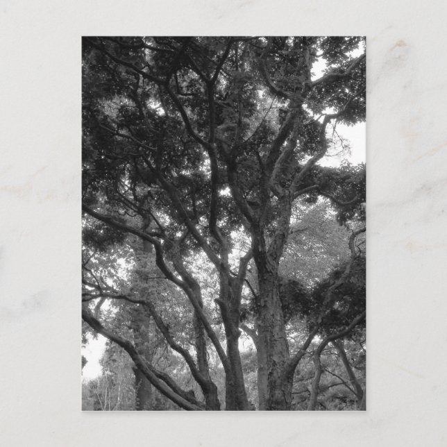 Cartão Postal Magnolia Tree no verão BW (Frente)