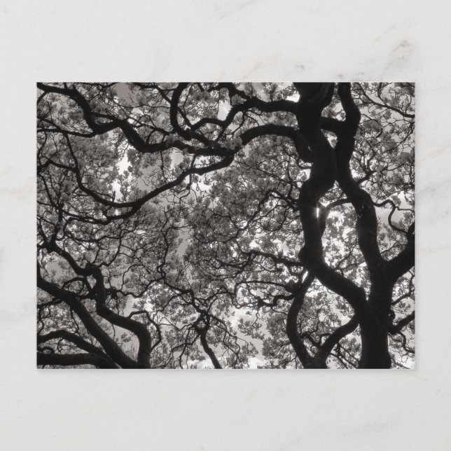 Cartão Postal Magnolia Trees em Flor (Frente)