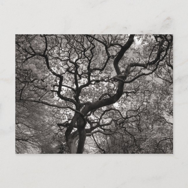 Cartão Postal Magnolia Trees em Flor (Frente)