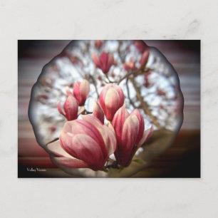 Cartão Postal Magnolia Wood
